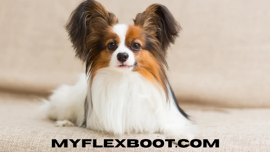 papillon dog