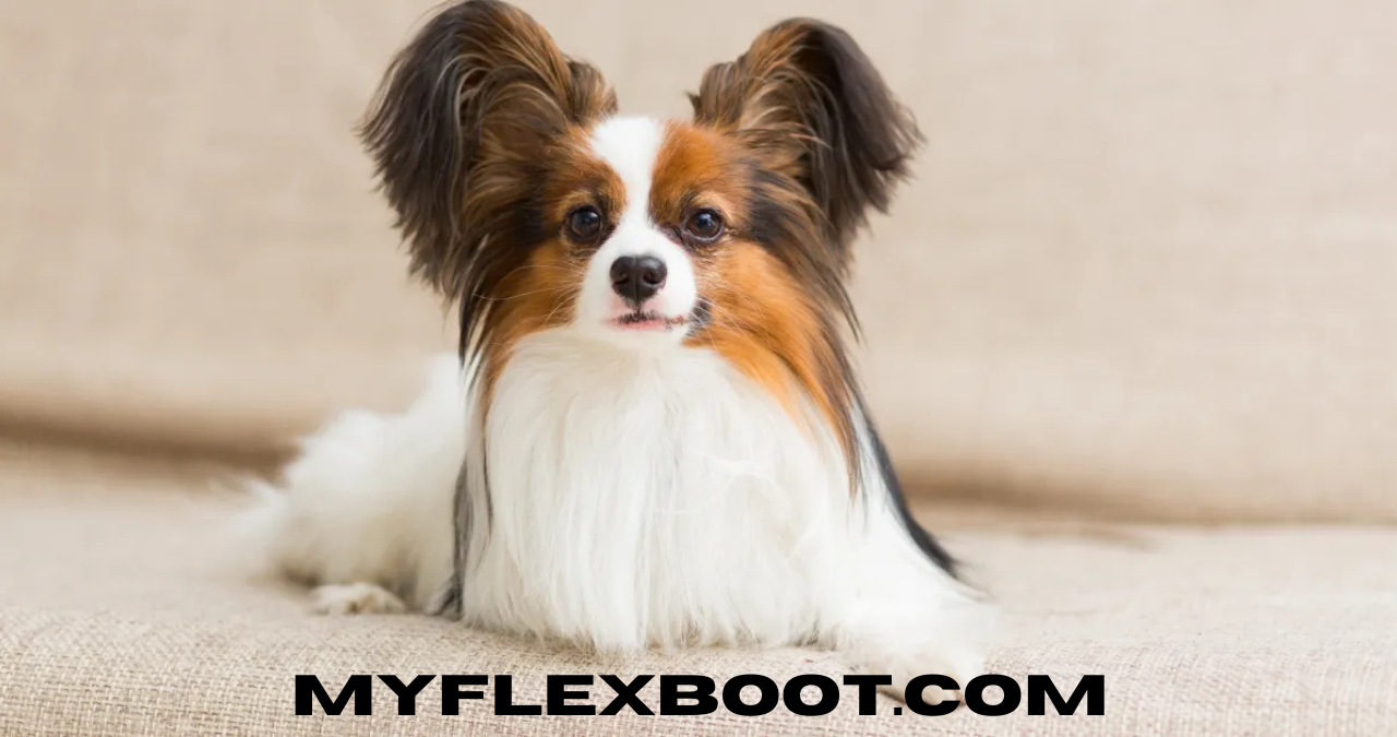 papillon dog